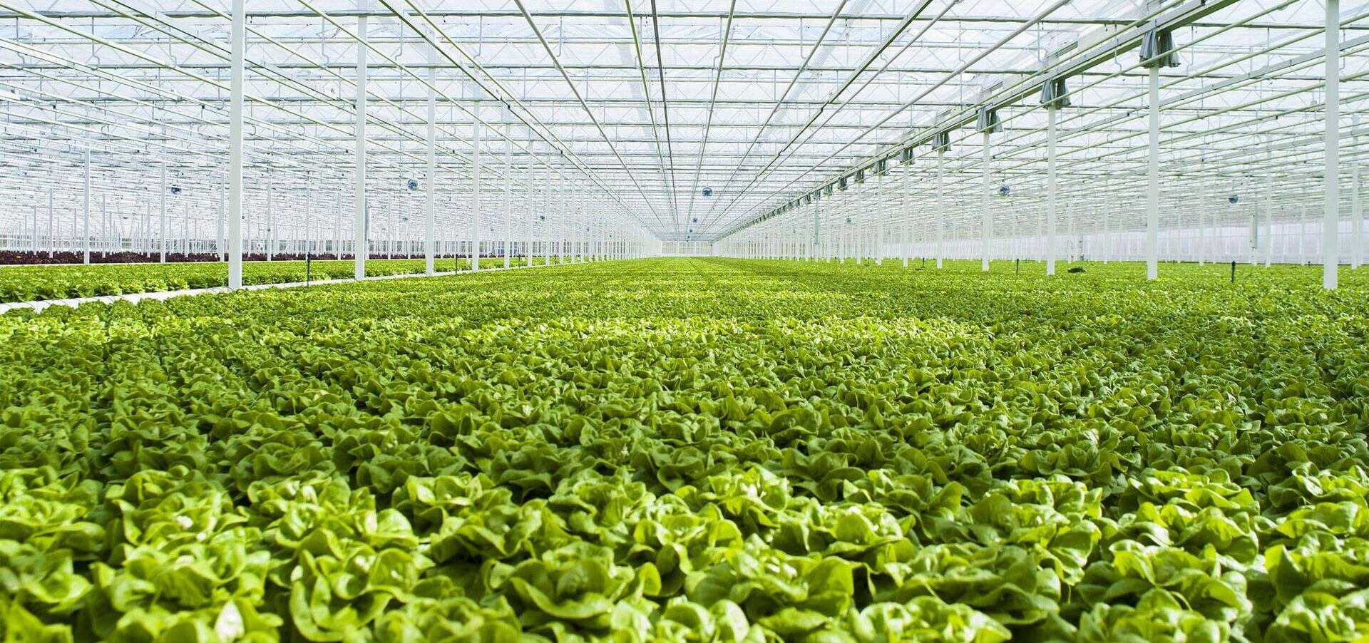 Lettuce growing under glass