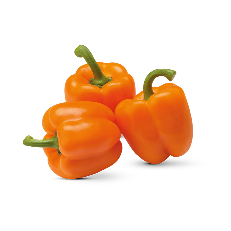 Pimientos morrón naranjas en invernadero