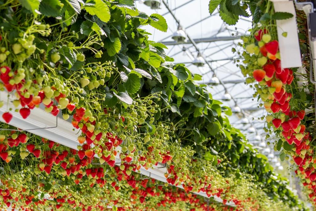 Seasonal Strawberries