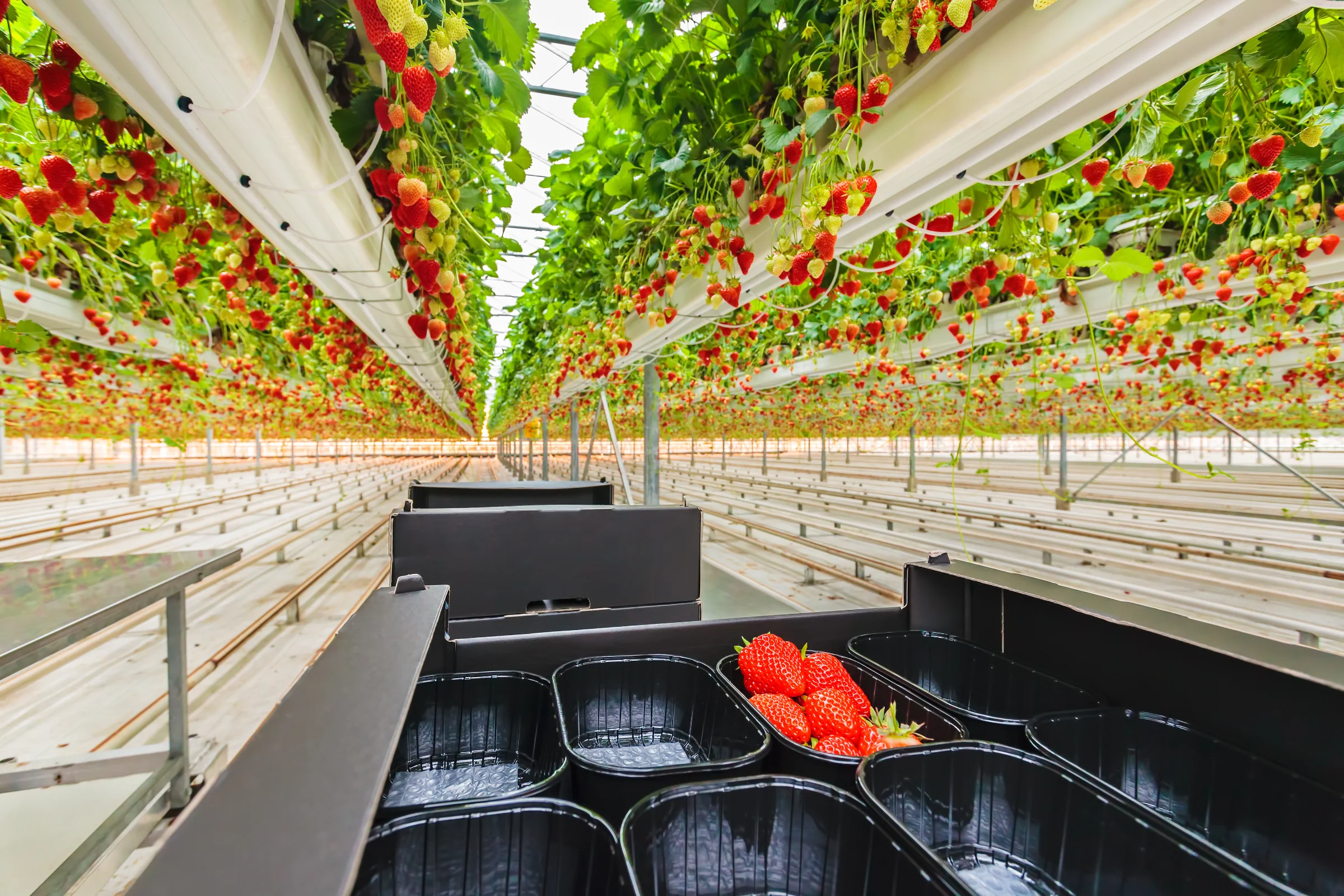 Everbearing Strawberries