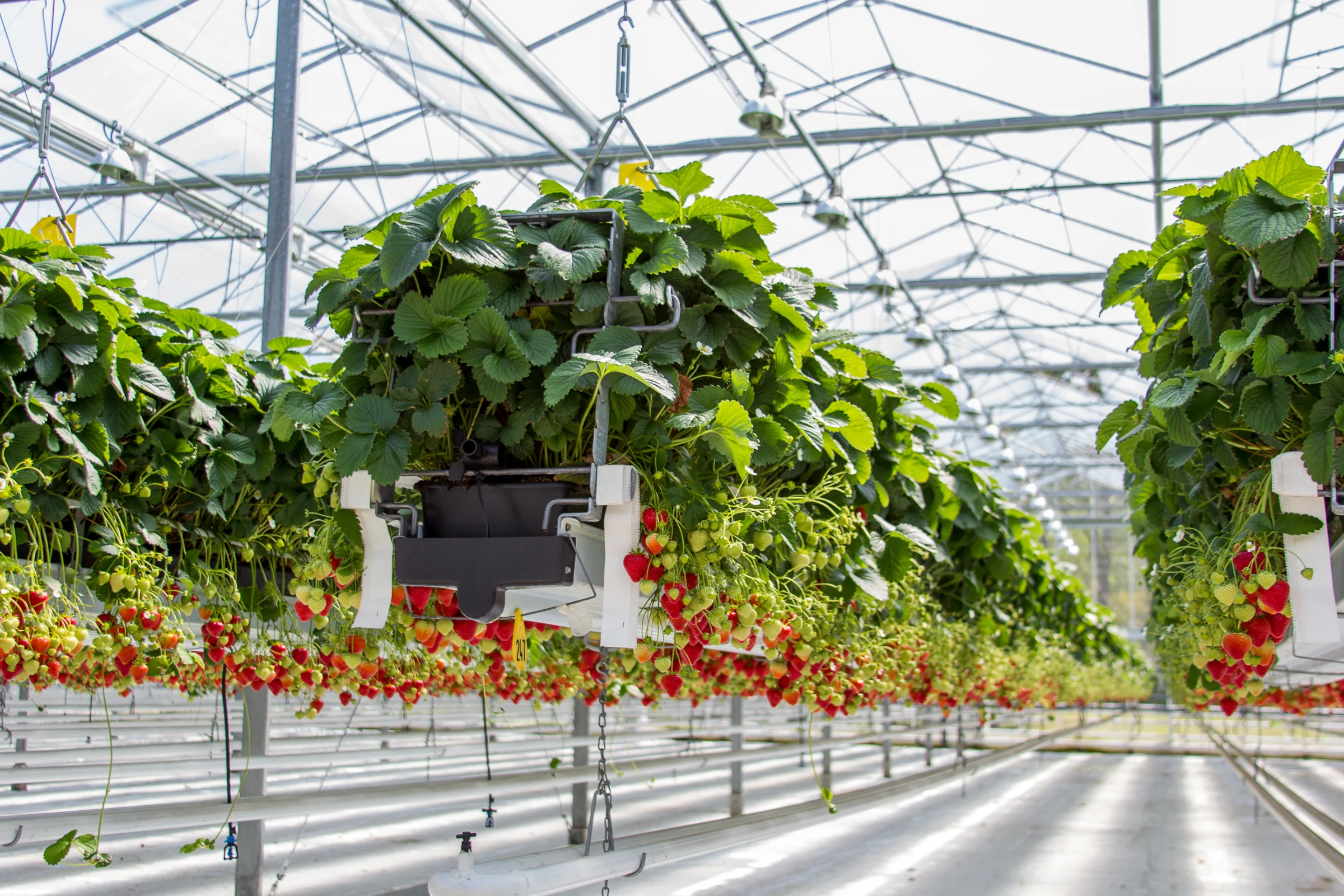 Strawberries
